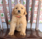 ohromuj�c� �t��ata zlat�ho retr�vra, Jsou vychov�v�ni s l�skou a p��� a vychov�vaj� je, aby byli sladc�.