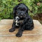 Tito mil��ci Cavapoo, Jsou vychov�v�ni s l�skou a p���, vychov�vaj� je, aby byli sladc�.