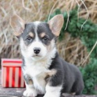Tyto rozko�n� vel�sk� Corgi �t���tka, �t���tka zbo��uj� d�ti a miluj� honit na�e d�ti a r�di si hraj� venku.