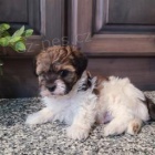 Sladké Shih-poo štěňata. Sladké Shih-poo štěňata.