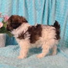 Sladké Shih-poo štěňata. Sladké Shih-poo štěňata.