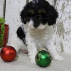 Sladké Cavapoo štěňata. Sladké Cavapoo štěňata.