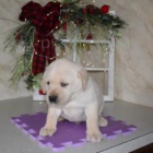 Loajální štěňata labradorského retrívra. Loajální štěňata labradorského retrívra.