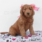 Mini Goldendoodle štěňata. Mini Goldendoodle štěňata.