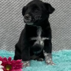 Labradorský retrívr mix štěňat. Labradorský retrívr mix štěňat.
