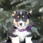 Rozkošná velšská štěňátka Corgi. Rozkošná velšská štěňátka Corgi.
