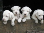 Kr�sn� �t��ata "Dogo Argentino" k dispozici a p�ipravena k prodeji. Pouze pro v�n� osoby. V�ichni jsou o�kovan�, od�erven� a r�di si hraj� s d�tmi a jin�mi zv��aty.