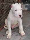 Kr�sn� �t��ata "Dogo Argentino" k dispozici a p�ipravena k prodeji. 