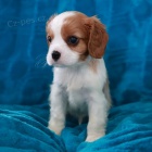 Zdrav� a kr�sn� �t��ata kaval�r king charles �pan�l na prodej. �t���tka jsou v�echna o�kovan� a od�erven�.