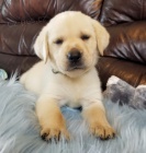 Prod�m zdrav� a kr�sn� �t��ata labradorsk�ho retr�vra pejska a fenky. �t���tka jsou o�kovan�, od�erven� a p�ipravena j�t do nov� rodiny a domova.