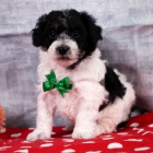 Prod�m �t��ata bi�onka poo. 