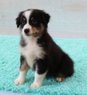 Prod�m roztomil� �t��ata australsk�ho ov��ka �t���tka jsou o�kovan�, od�erven� a p�ipravena j�t do nov� rodiny a domova.