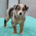 Prod�m roztomil� �t��ata australsk�ho ov��ka �t���tka jsou o�kovan�, od�erven� a p�ipravena j�t do nov� rodiny a domova.