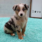 Prod�m roztomil� �t��ata australsk�ho ov��ka �t���tka jsou o�kovan�, od�erven� a p�ipravena j�t do nov� rodiny a domova.