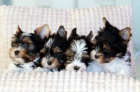 Biewer terrier Biewer terrier