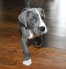 Prod�m zdrav� a kr�sn� �t��ata N�meck� Dogy.