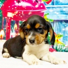 �t��ata b�gla na prodej