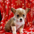 Welsh Corgi (Pembroke). Welsh Corgi (Pembroke).
