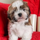 Shih Tzu štěňata. Shih Tzu štěňata.
