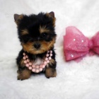 Prodám štěňata jorkšírského teriéra. Prodám štěňata jorkšírského teriéra.