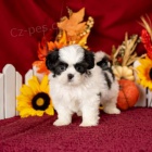 Prod�m �t��ata Shihpoo.