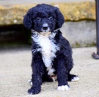 �t��ata Bernedoodle na prodej.