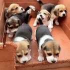 �t��ata b�gla k dispozici a p�ipravena k prodeji.