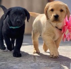 Dvě štěňata labradorů. Dvě štěňata labradorů.