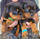 Štěňata rottweilerů. Štěňata rottweilerů.