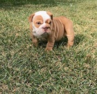 Zdrav� �t��ata anglick�ch buldo�k�