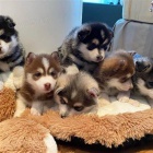 pomsky �t���tka k dispozici miluj�c� domovy.