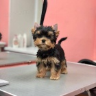 Prodám mini štěňata yorkie. Prodám mini štěňata yorkie.