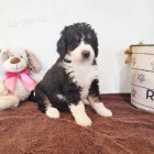 Prod�m kr�sn� �t��ata Bernedoodle