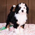 �t��ata Bernedoodle na prodej