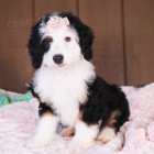 �t��ata Bernedoodle na prodej