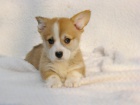 Vel�sk� Corgi Pembroke �t��ata