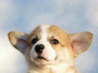 Vel�sk� Corgi Pembroke �t��ata