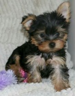 Prodám štěňata jorkšírského teriéra. Prodám štěňata jorkšírského teriéra.