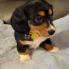 Prod�m zdrav� �t��ata jezev��k�