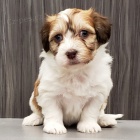 Rozko�n� a zdrav� Havansk� �t��ata na prodej.