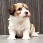 Rozko�n� a zdrav� Havansk� �t��ata na prodej.