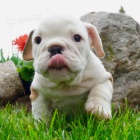 Prod�m kr�sn� zdrav� a o�kovan� �t��ata anglick�ho buldo�ka.