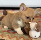 kr�sn� a and�lsk� �t��ata Pembroke Welsh Corgi na prodej.