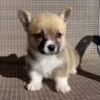Prod�m �t��ata Pembroke Welsh Corgi.