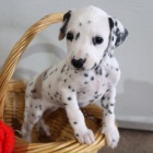 Prod�m �t��ata Dalmatin�