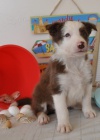 Prodám krásná štěňátka Border kolie a fenky Prodám krásná štěňátka Border kolie a fenky