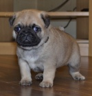 �ern� a b�ov� mops� �t��ata k adopci.