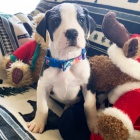 Prod�m �t��ata n�meck� dogy. V�echna jsou zdrav� a o�kovan�. Z�skejte jeden pro svou rodinu hned te�.