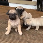 Prod�m kr�sn� b�ov� �t��ata mopse.V�echna jsou o�kovan�,od�erven� a r�di si hraj� s d�tmi a jin�mi zv��aty.