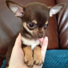 �t��ata �ivavy k adopci